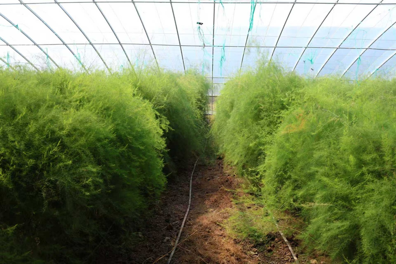 华翔农场芦笋大棚