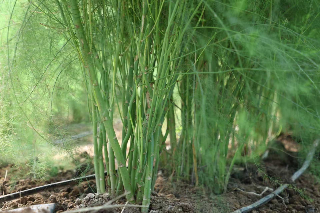 华翔农场芦笋植株